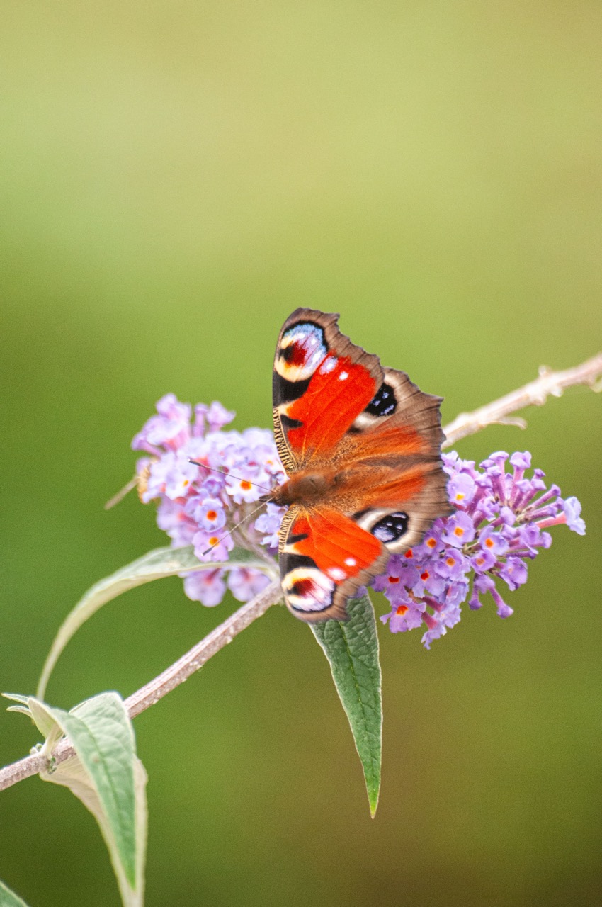 Natur 1
